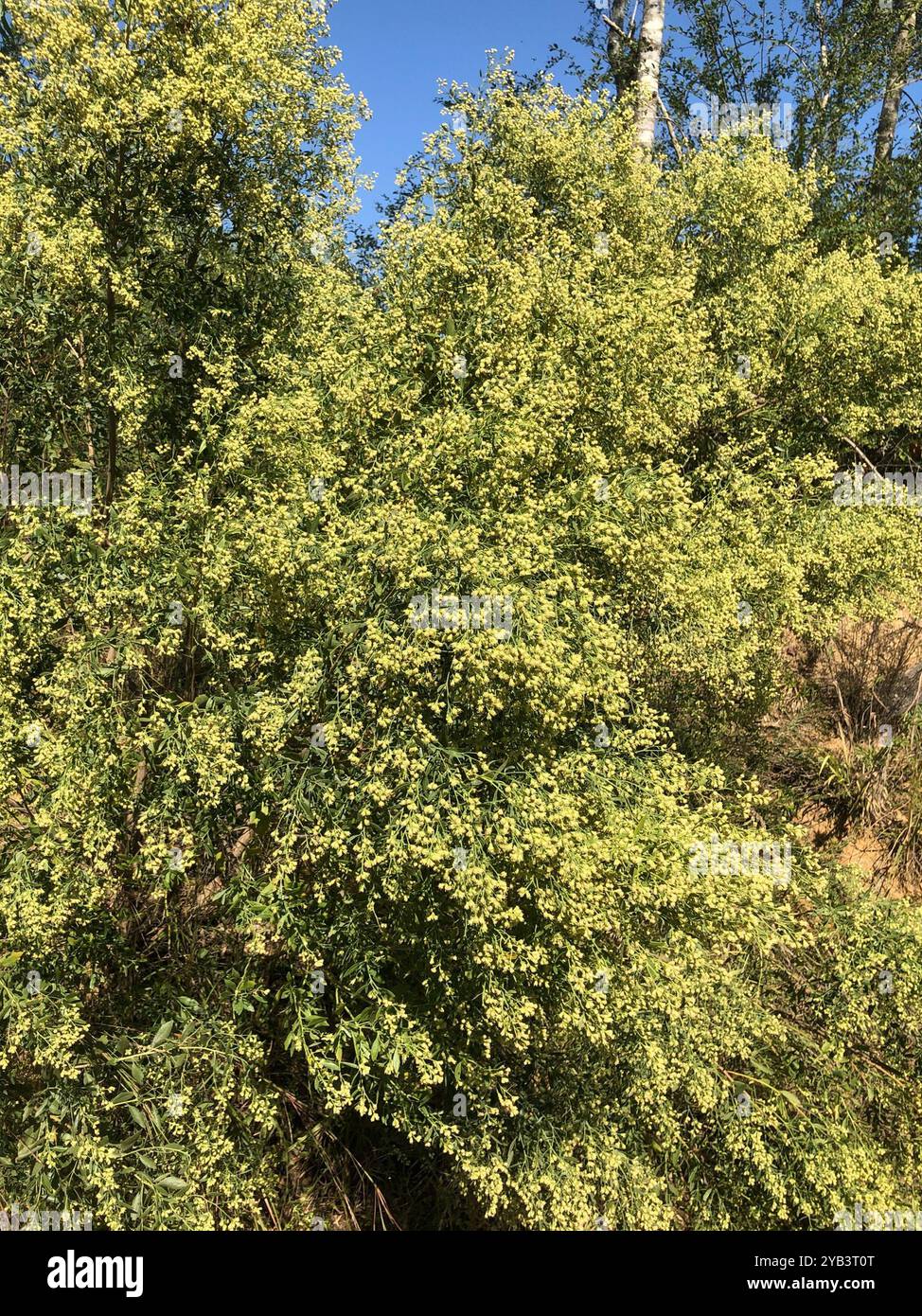 groundsel tree (Baccharis halimifolia) Plantae Stock Photo - Alamy