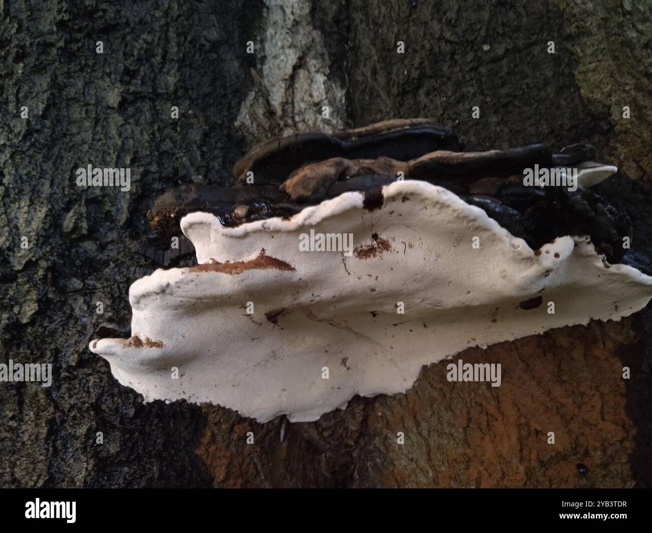 artist's bracket (Ganoderma applanatum) Fungi Stock Photo - Alamy