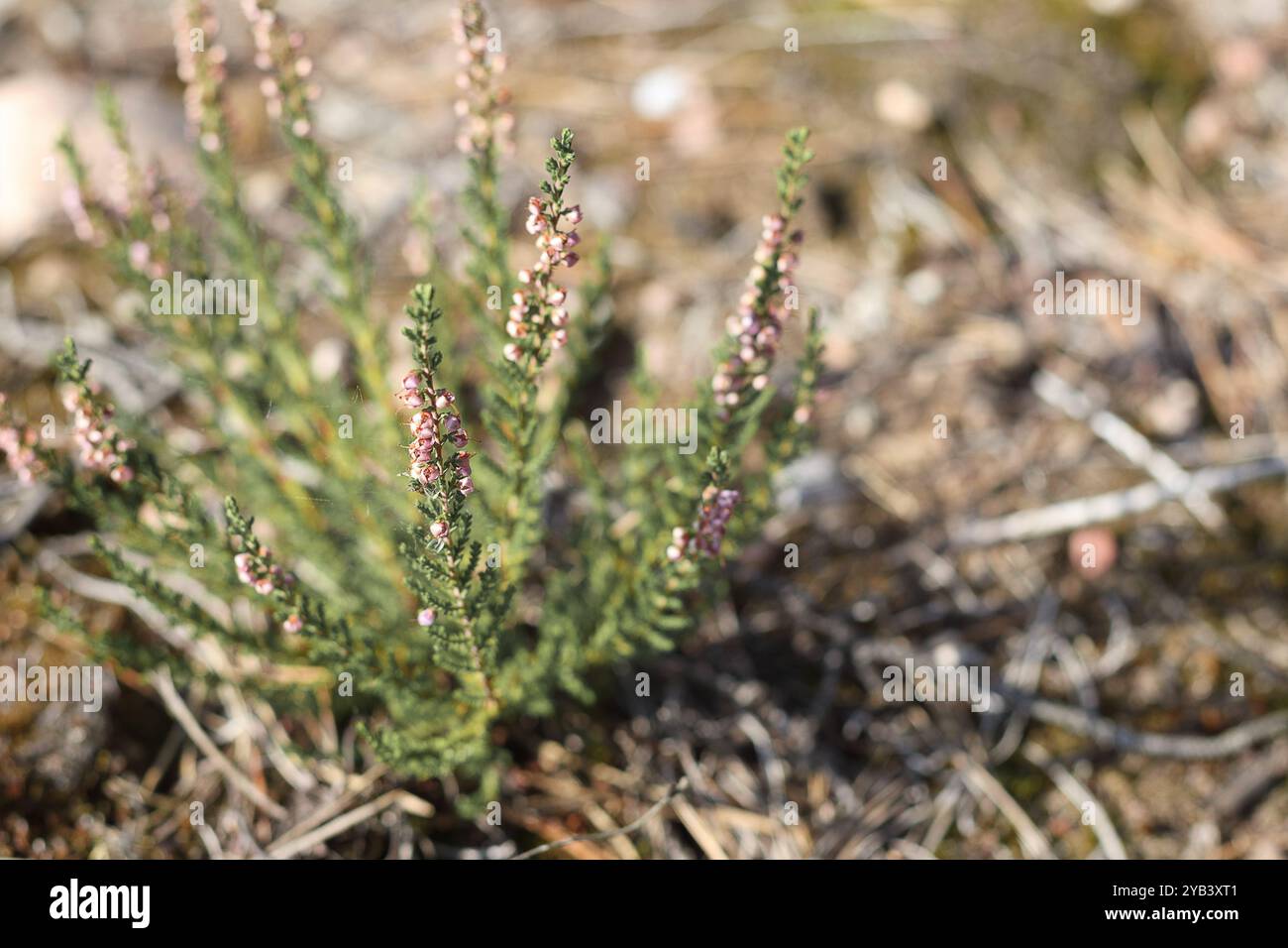 A small flower bouquet with small flowers grows on the ground Stock Photo