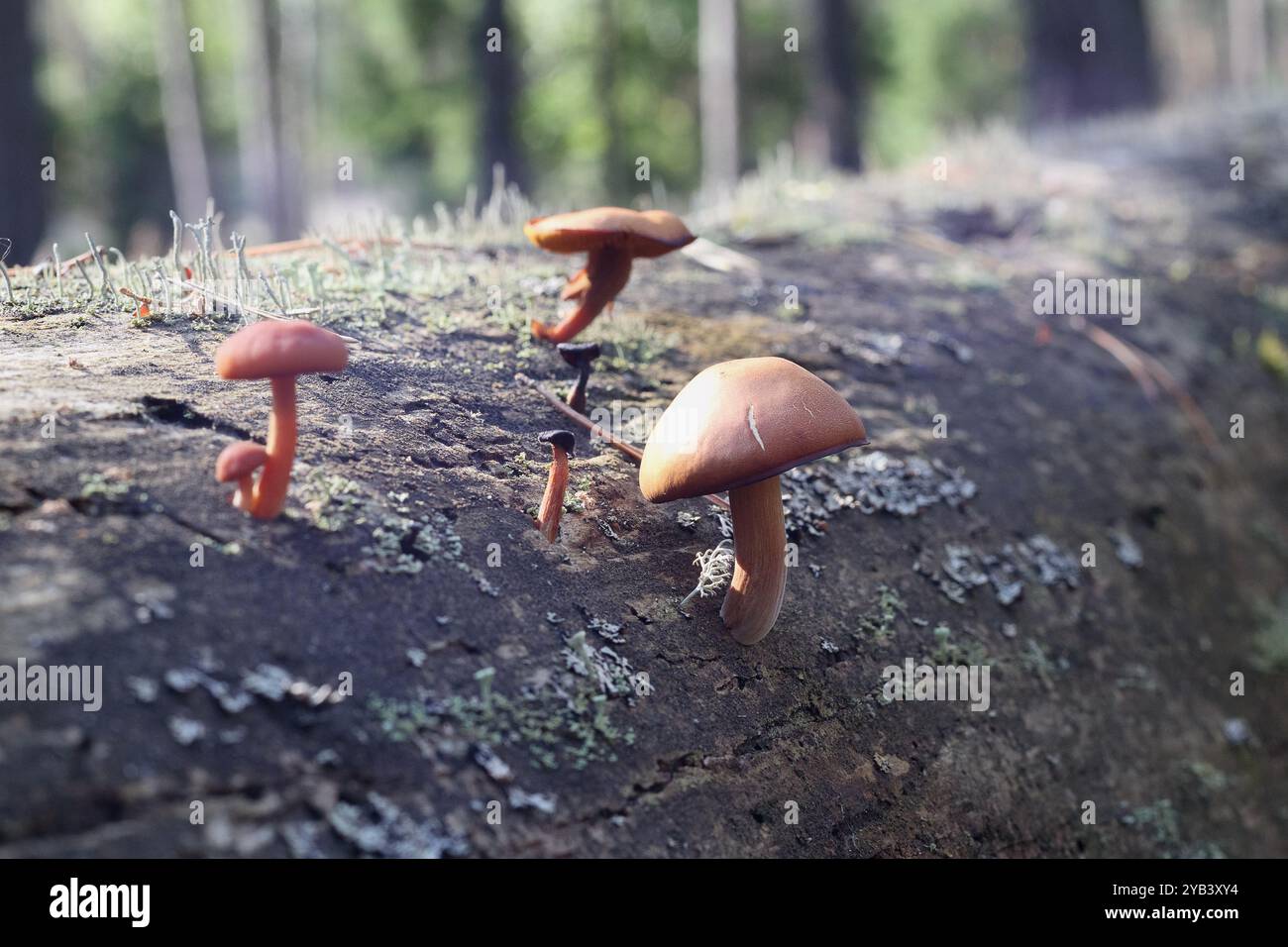 Three brown mushrooms grow on a fallen tree log with moss in the forest ...
