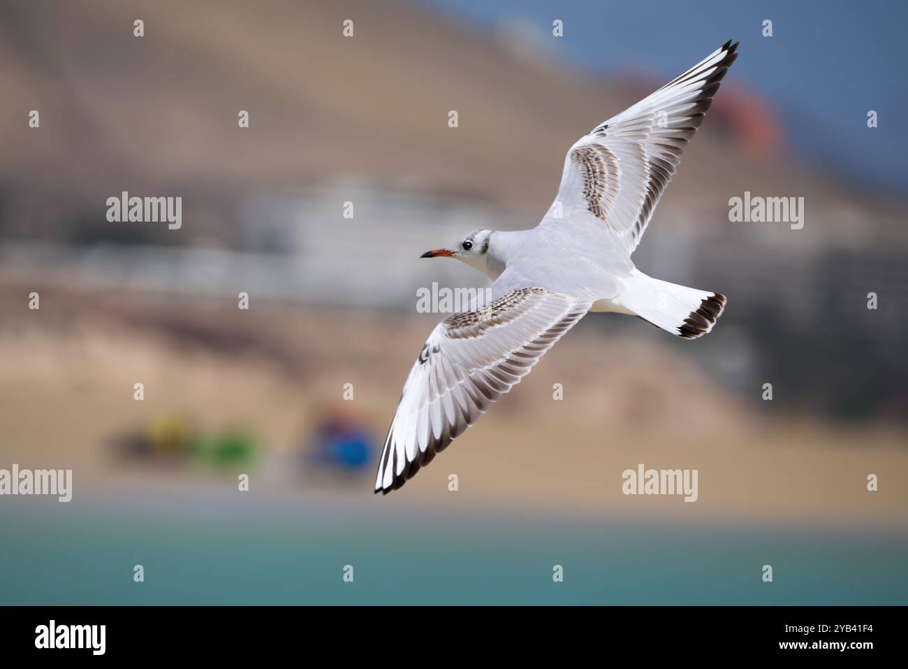 Black-headed gull (Chroicocephalus ridibundus) in juvenile plumage flying in front of a beach with buildings Stock Photo