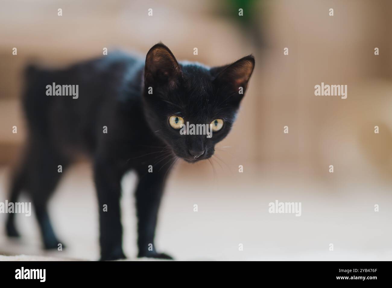 A sleek black cat sits upright indoors, gazing ahead with a focused and curious expression. The cat’s shiny black fur and bright yellow eyes stand out Stock Photo