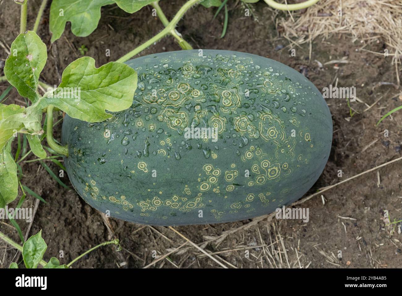 Close-up of a large green watermelon growing in the garden with unique ring patterns and morning dew Stock Photo