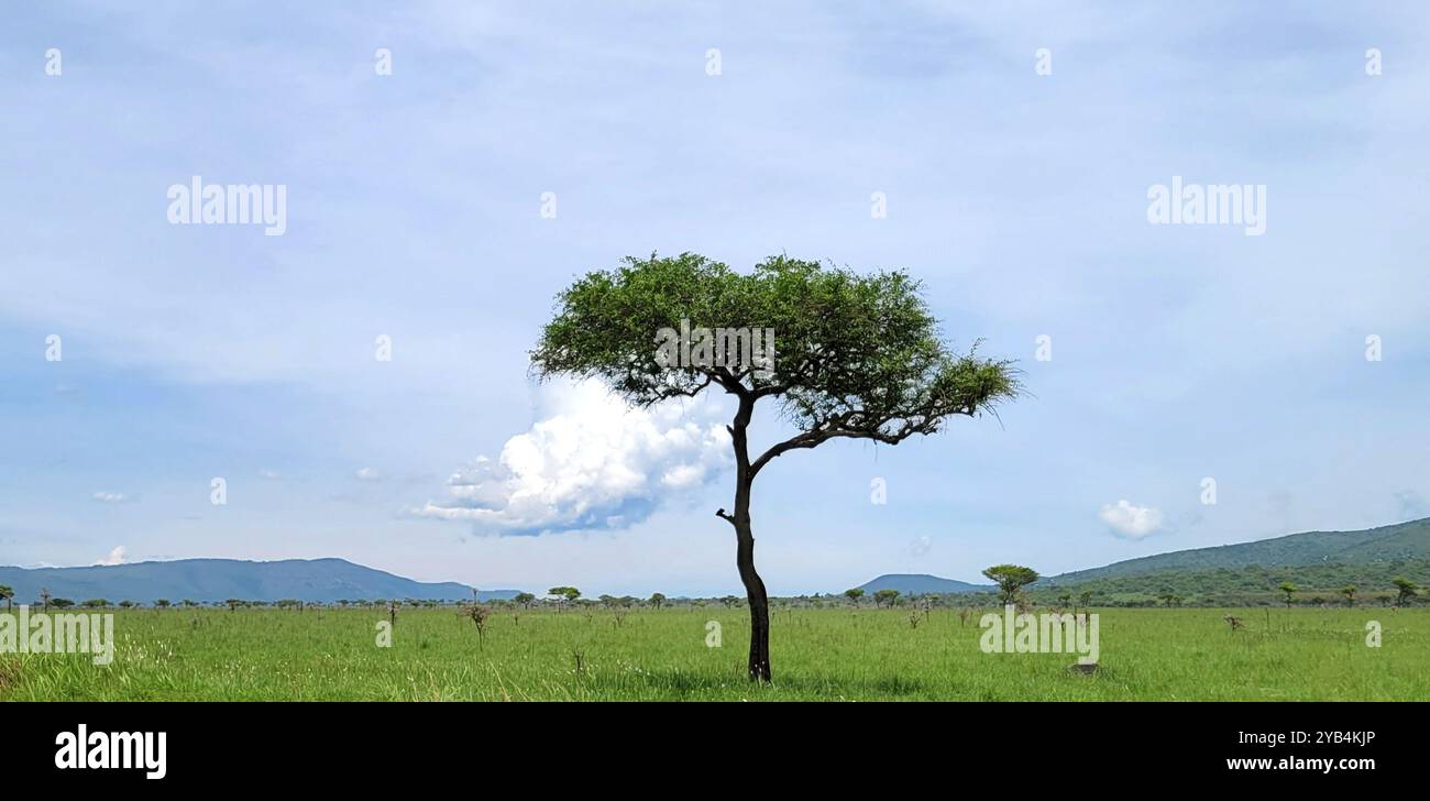 Kenyan Acacia - Smartphone Captured Stock Image