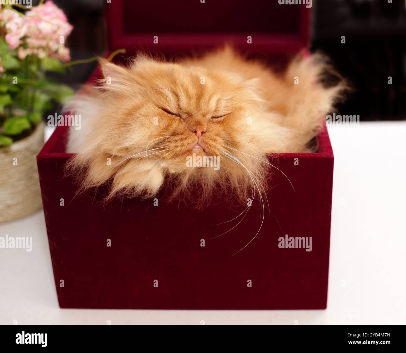 A fluffy orange Persian cat comfortably rests inside a small red box ...