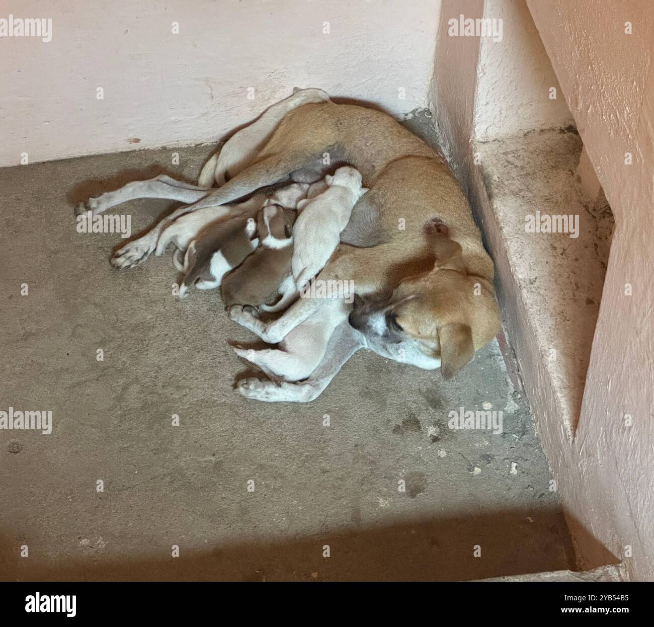 Domesticated wolves hi-res stock photography and images - Alamy