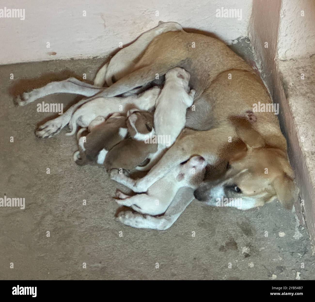 Domesticated wolves hi-res stock photography and images - Alamy