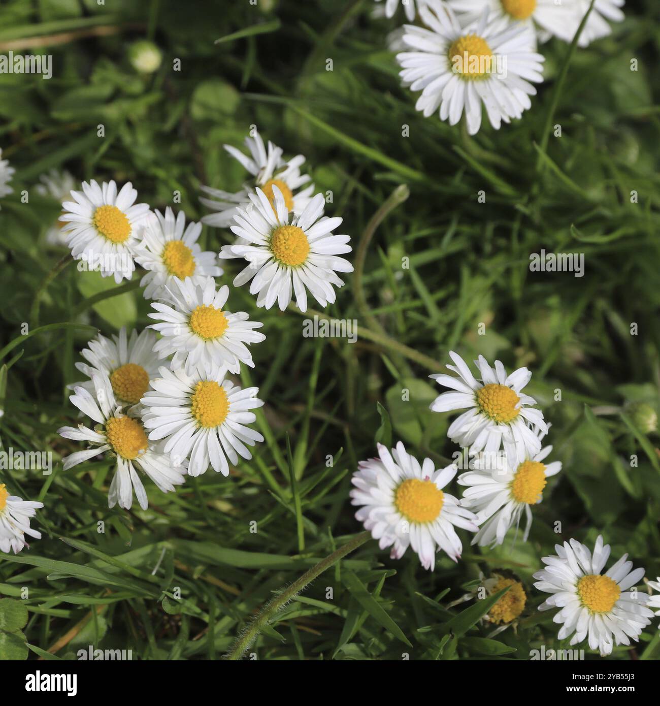 Daisy growing on a green meadow Stock Photo