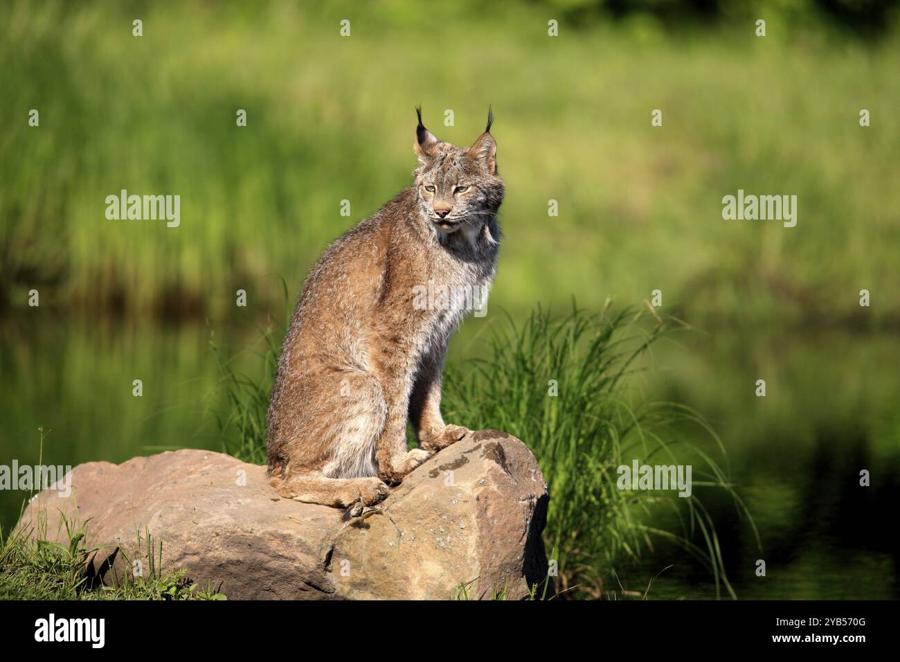 Canada lynx (Lynx canadensis), Canada lynx, adult, on rocks, at the water, Minnesota, USA, North America Stock Photo