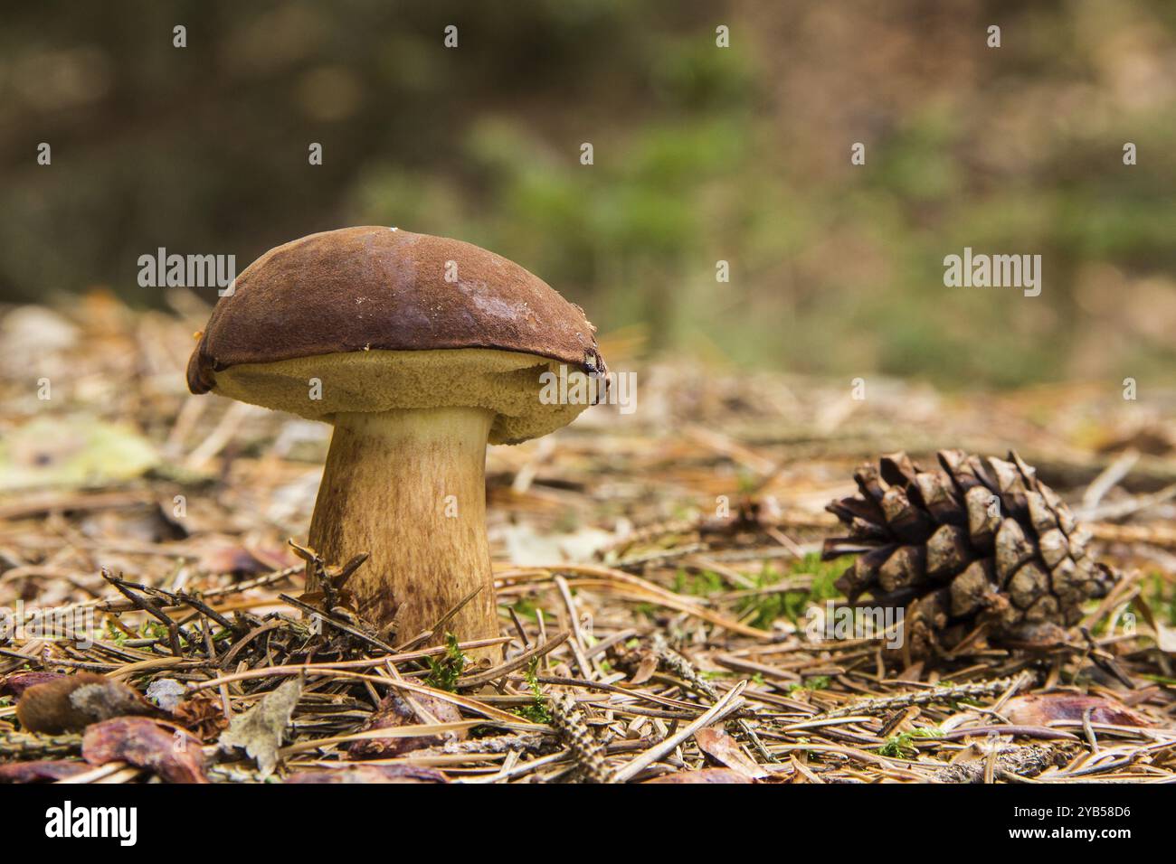 Chestnut boletus in mixed forest, Chestnut boletus in mixed forest Stock Photo