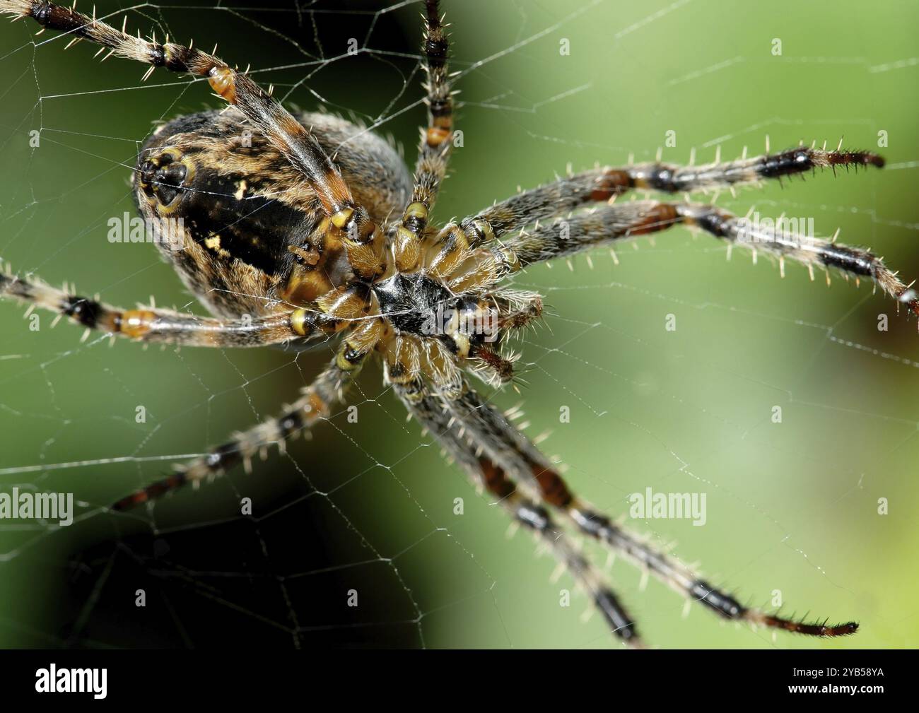 Spinder Croos Underside of a cross spider Stock Photo - Alamy