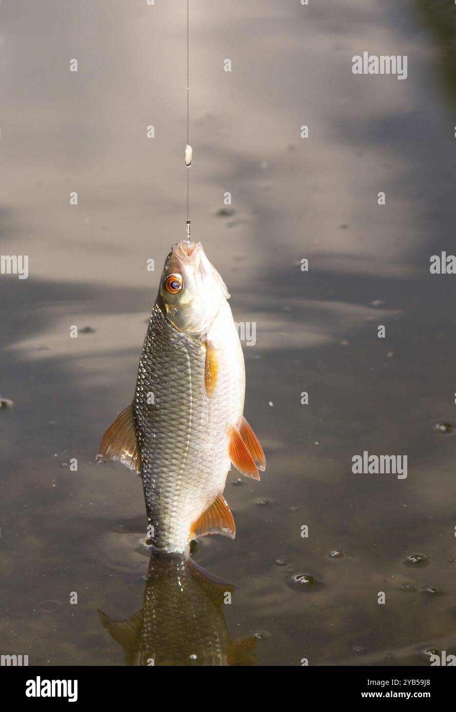 Roach (rutilus rutilus) am Angelhaken, roach (rutilus rutilus) on the ...