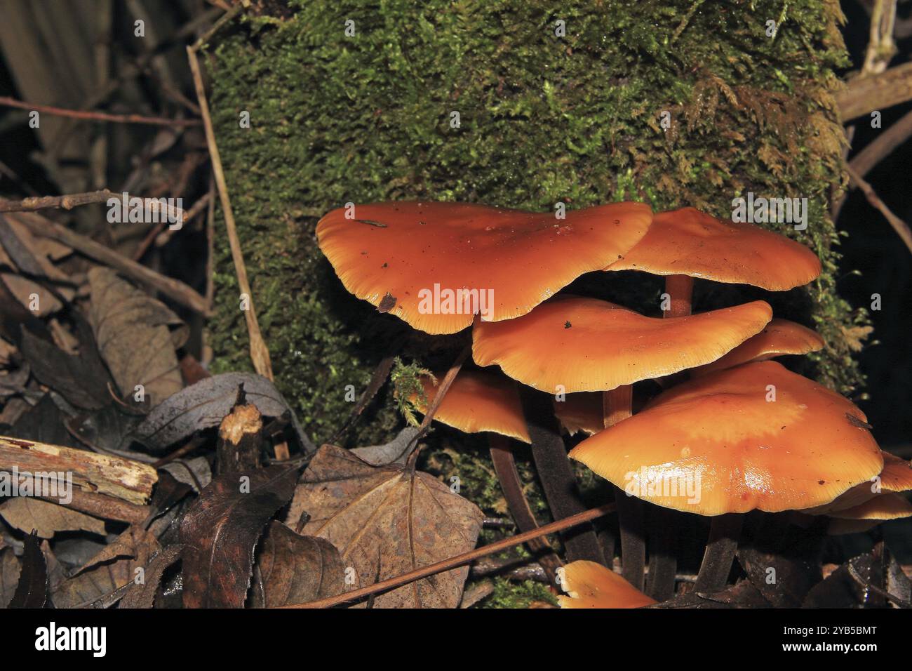 Flammulina velutipes is a frost-resistant fungus that grows in the winter months from September to April on tree stumps Stock Photo