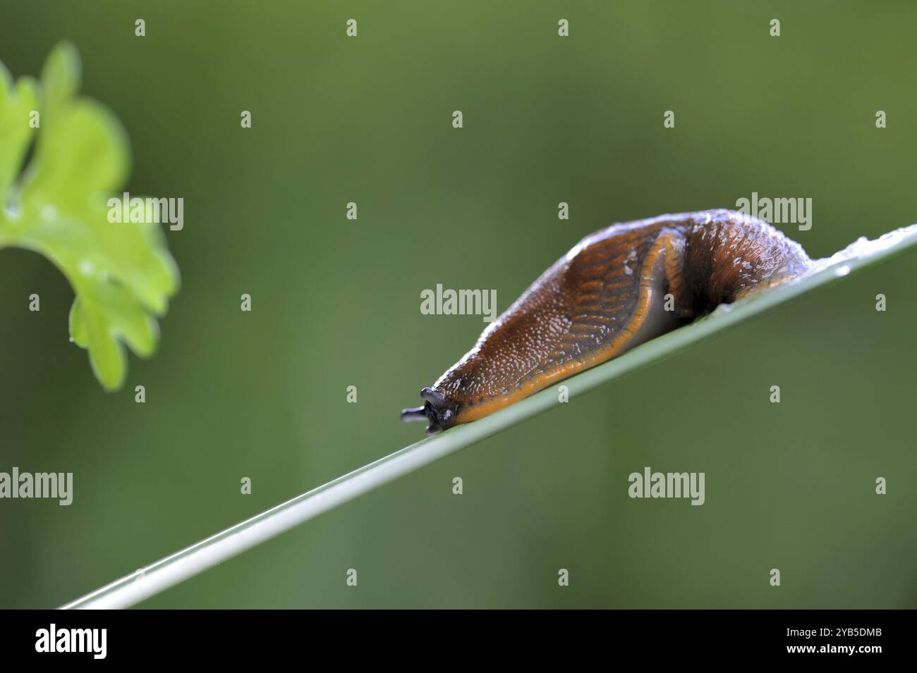 Snail on a blade of grass Stock Photo