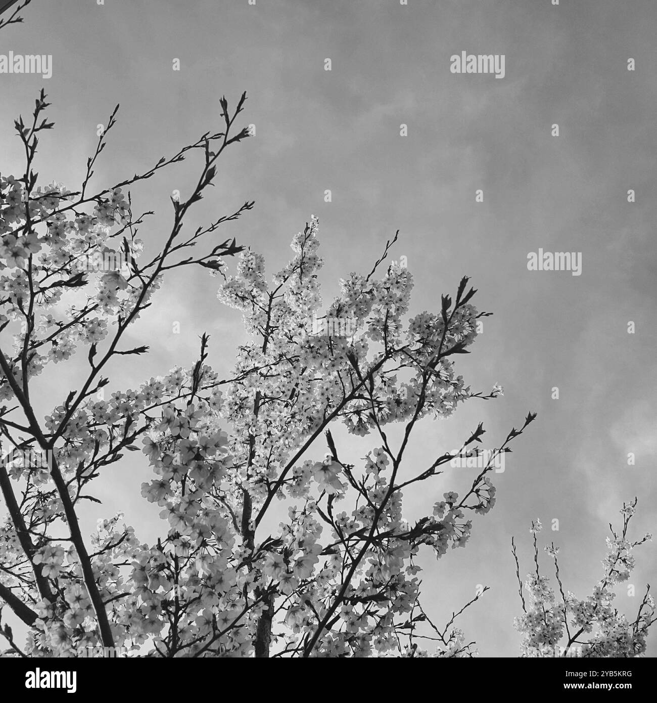 a picture of beautiful cherry blossoms in black and white - Smartphone Captured Stock Image