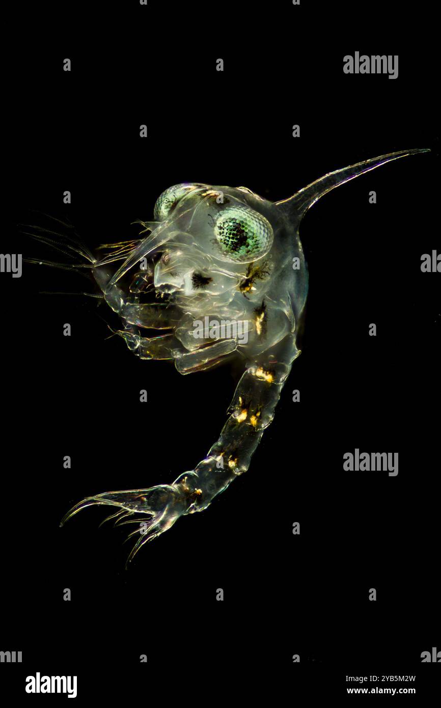 Zoea Rostrum Crab zoea hi-res stock photography and images - Alamy