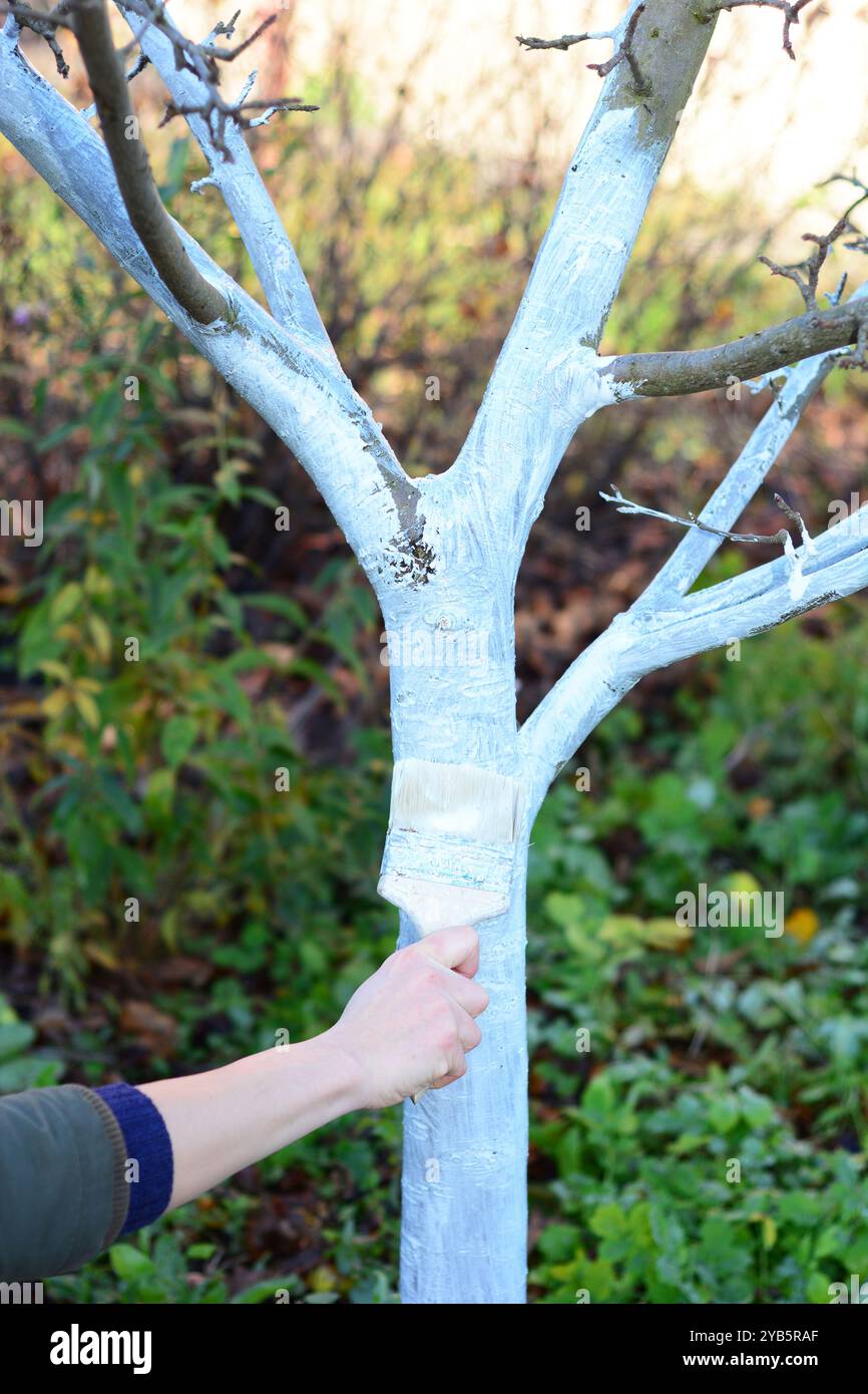 Gardener whitewash the walnut trunk to protect the bark of the tree from winter sunburn. Stock Photo