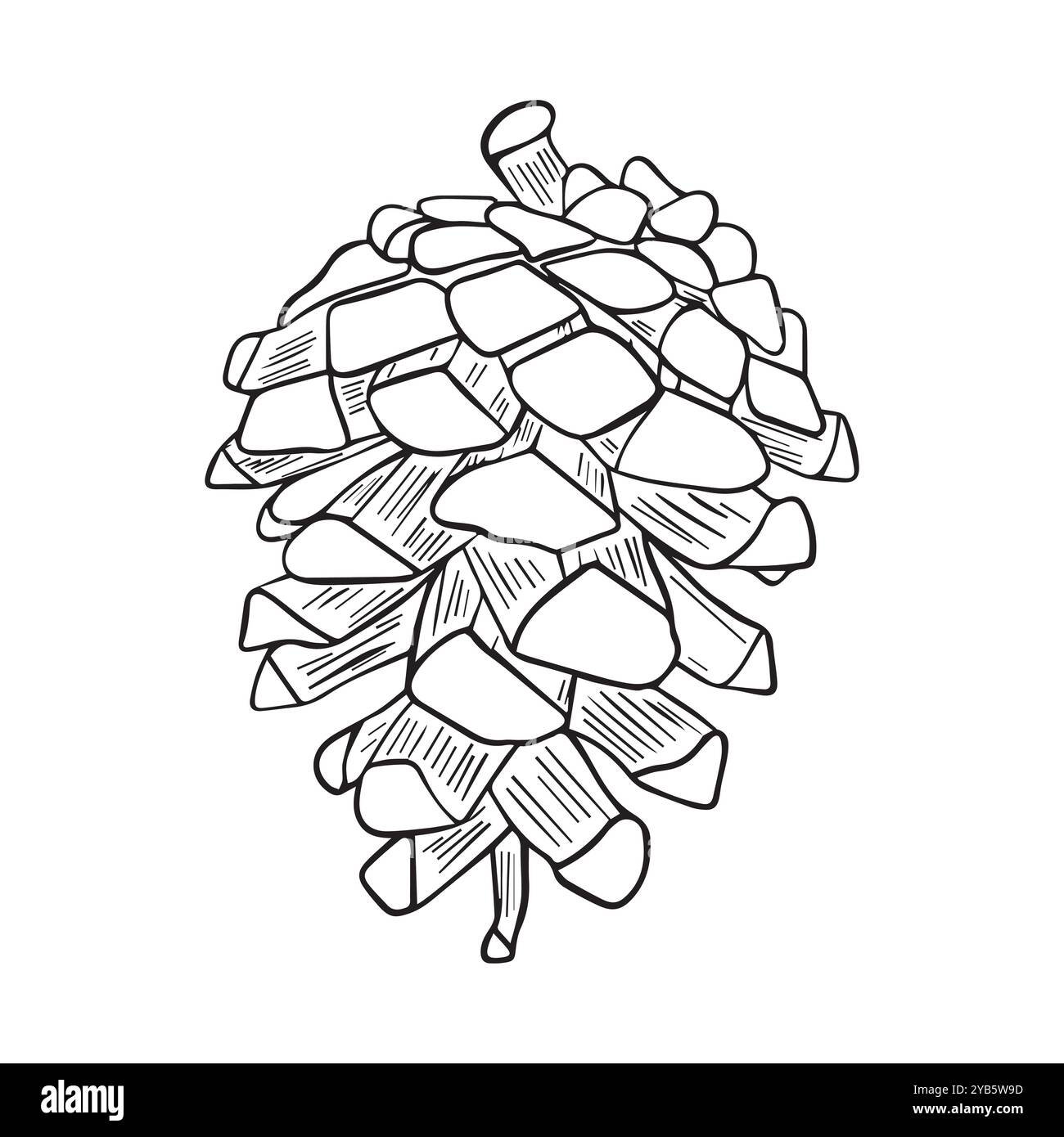Hand drawn fir, pine cone isolated on white background. Linear flat vector illustration. Decorative element Stock Vector
