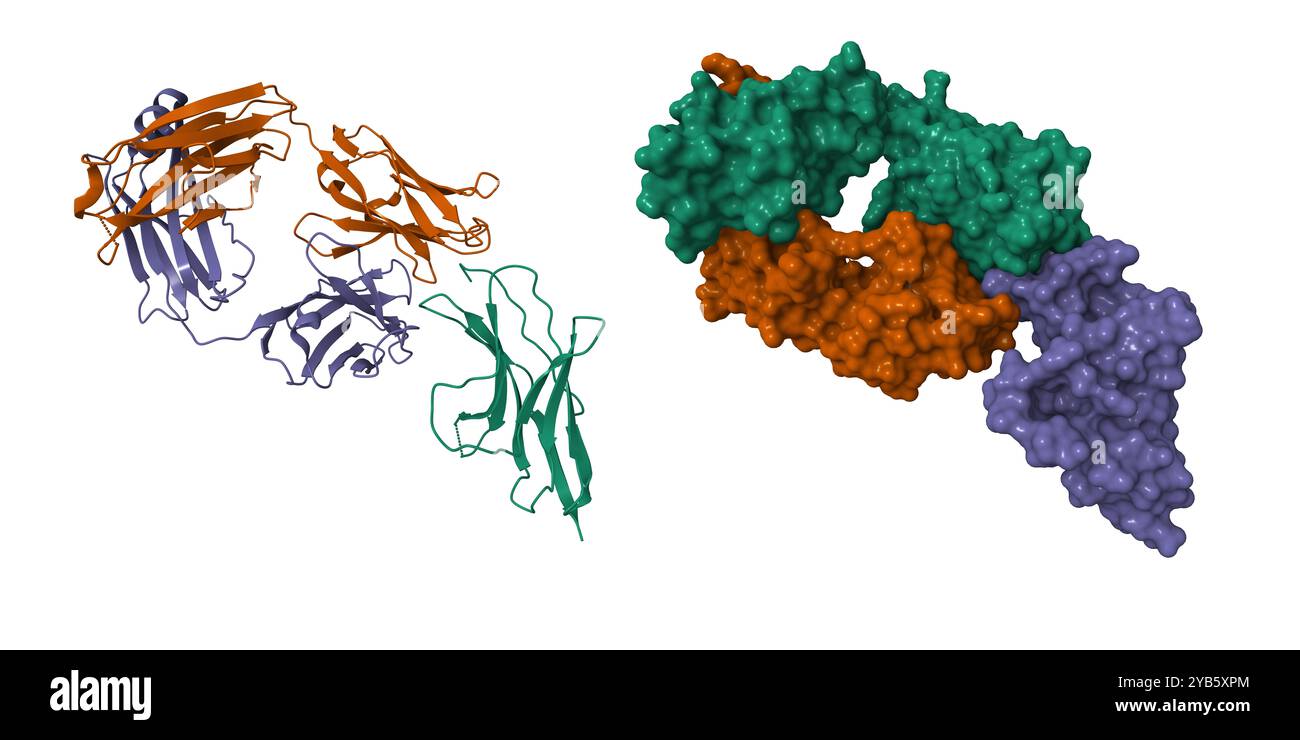 PD-1 (violet) in complex with nivolumab Fab (brown and green). 3D cartoon and molecular surface model, entity id color scheme, PDB 5ggr Stock Photo