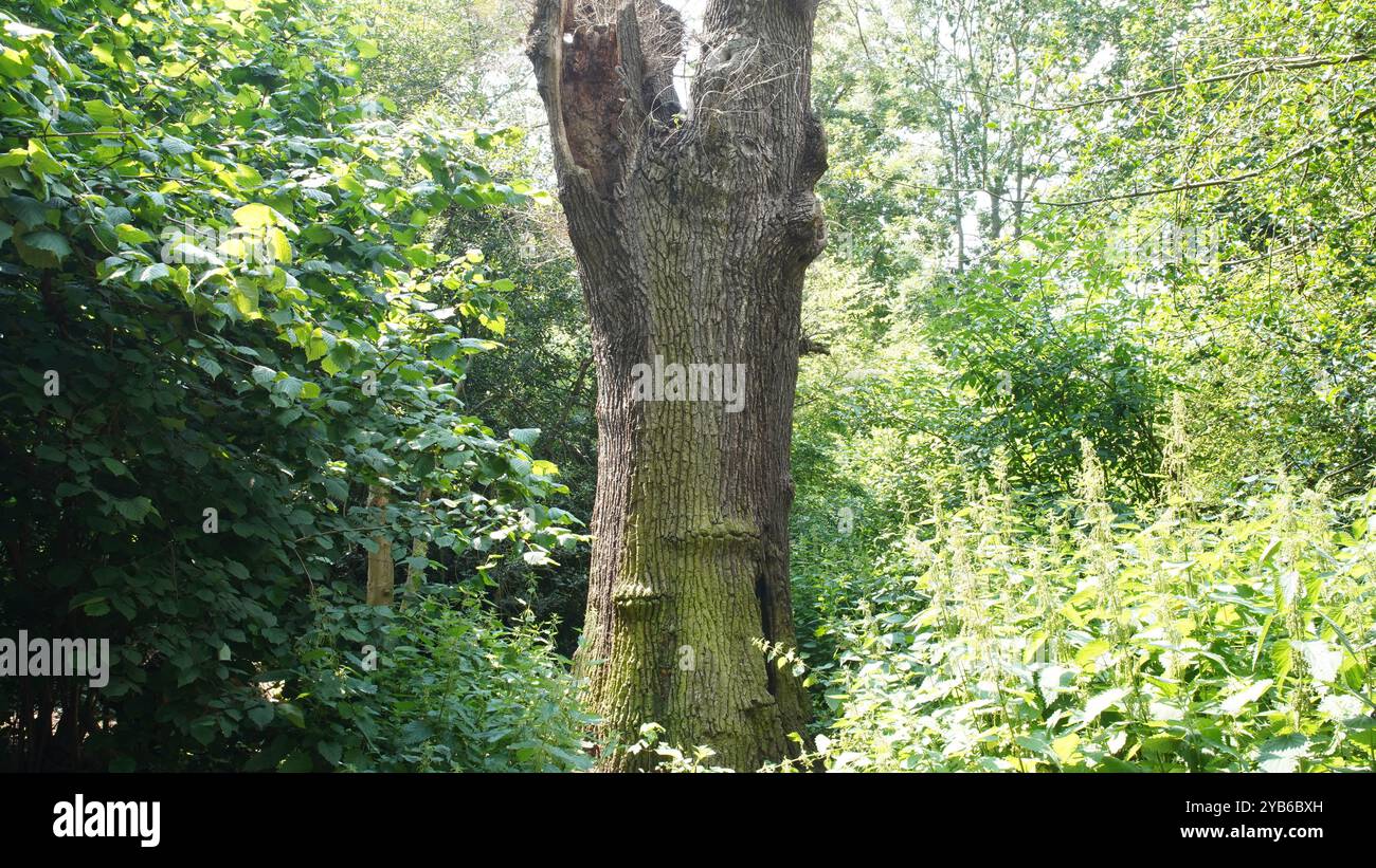Tree trunks in Chiswick Gardens Stock Photo