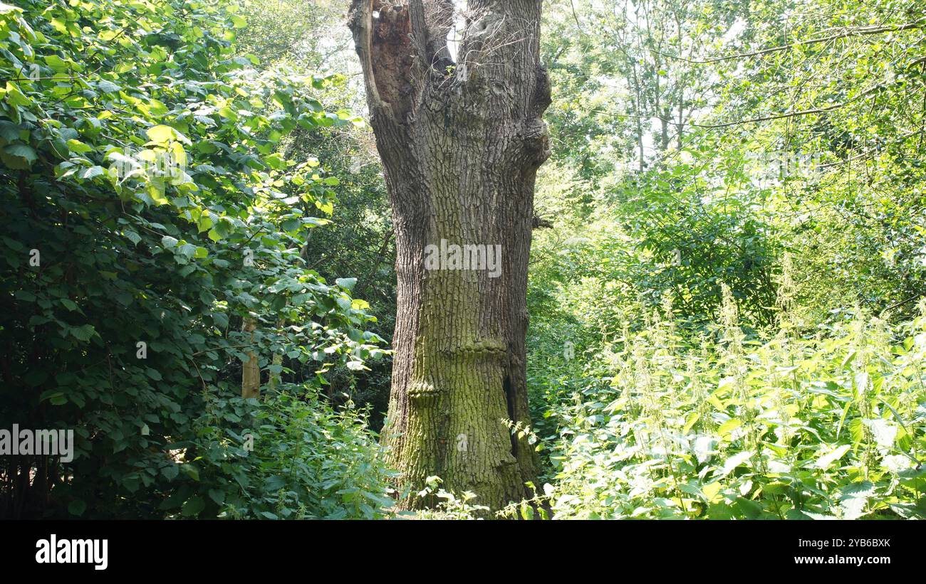 Tree trunks in Chiswick Gardens Stock Photo