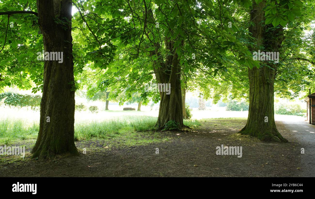 Tree trunks in Chiswick Gardens Stock Photo