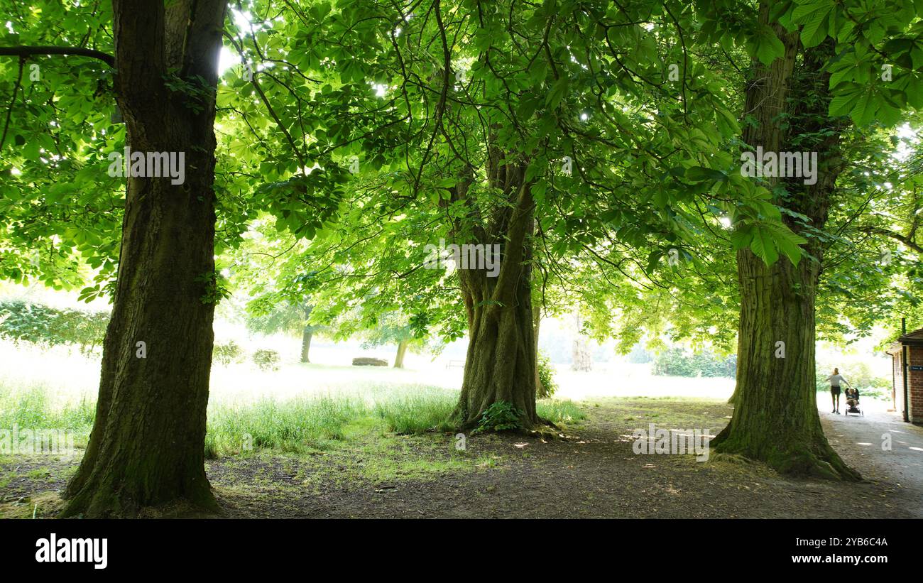 Tree trunks in Chiswick Gardens Stock Photo