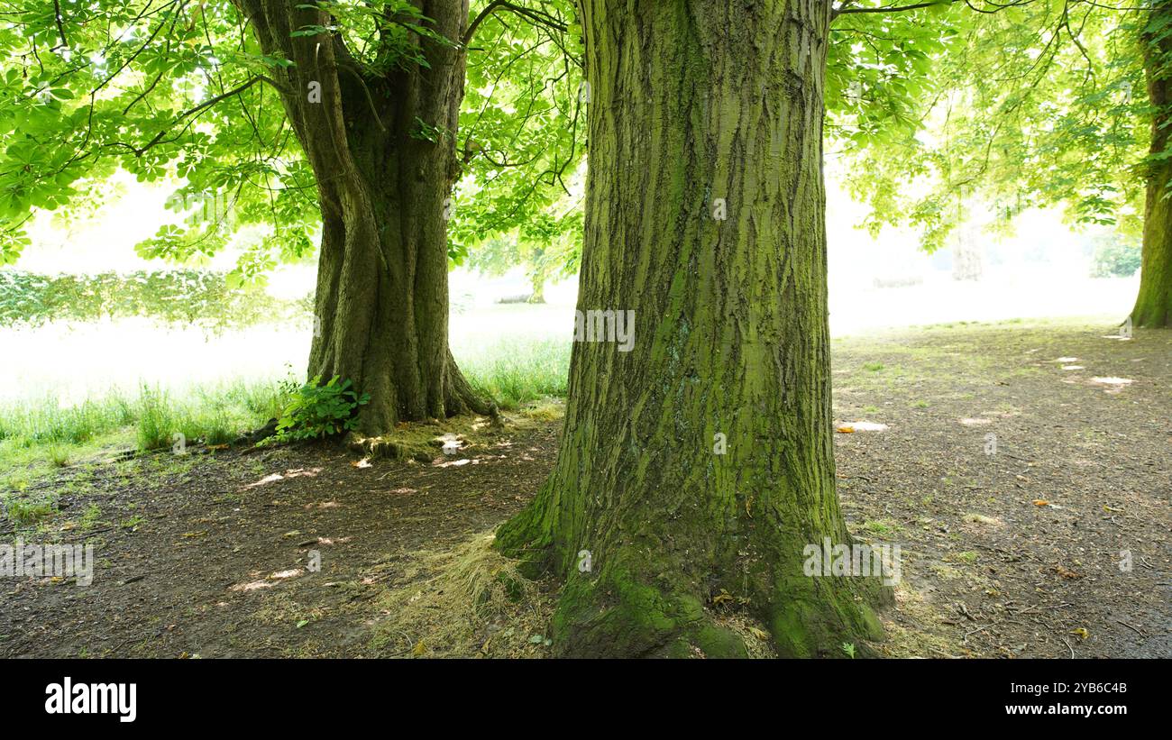 Tree trunks in Chiswick Gardens Stock Photo