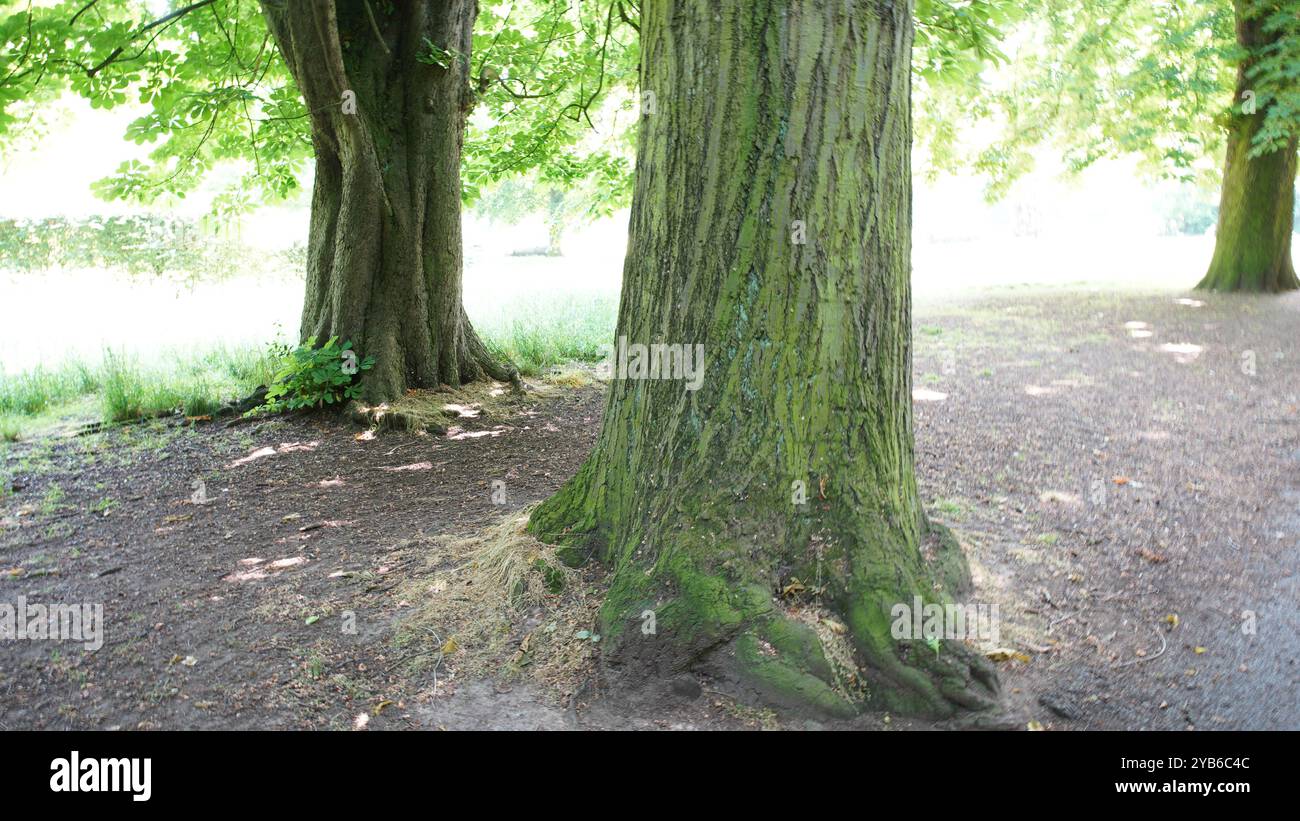 Tree trunks in Chiswick Gardens Stock Photo