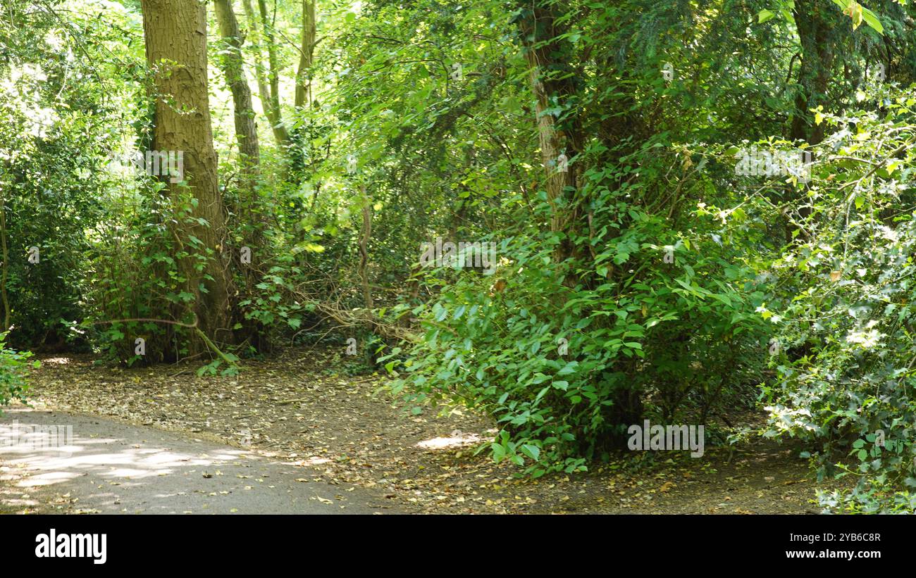 Tree trunks in Chiswick Gardens Stock Photo