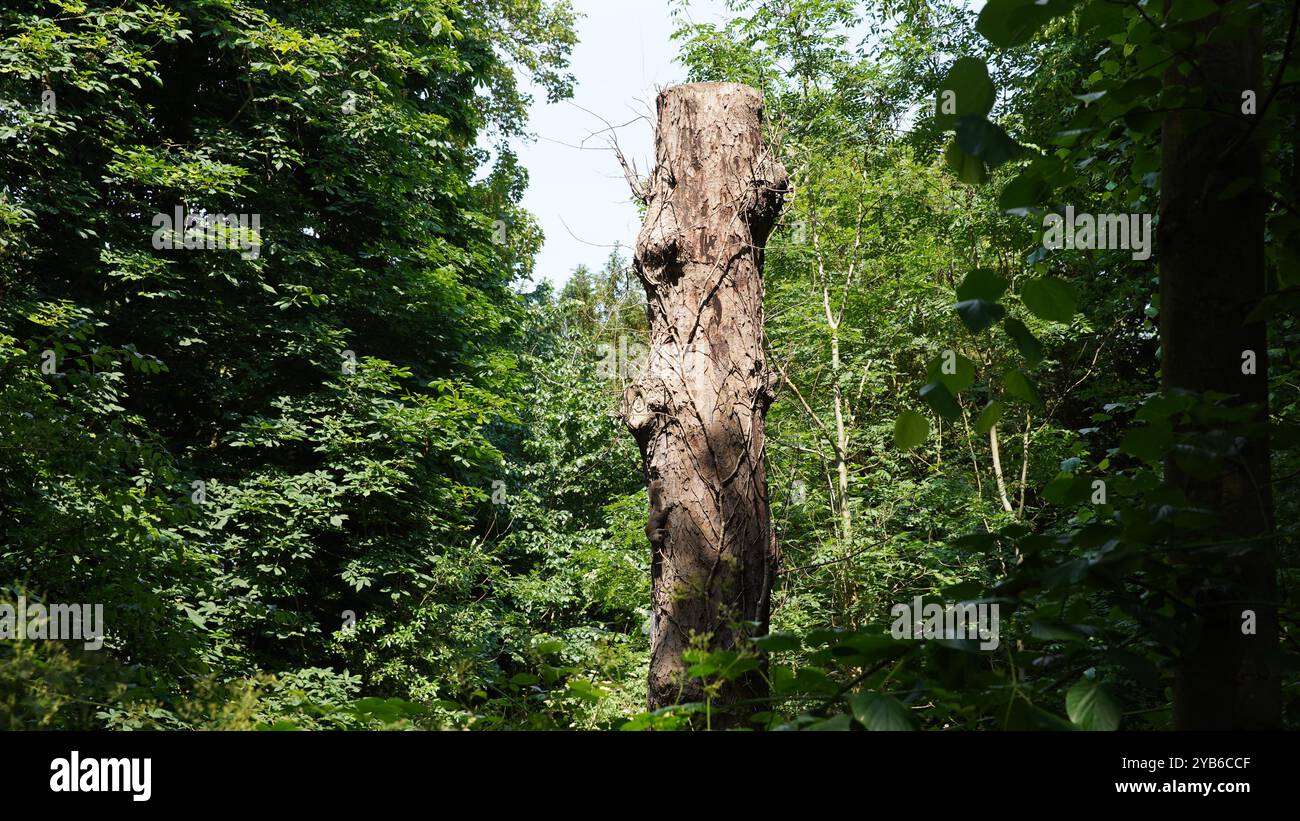 Tree trunks in Chiswick Gardens Stock Photo