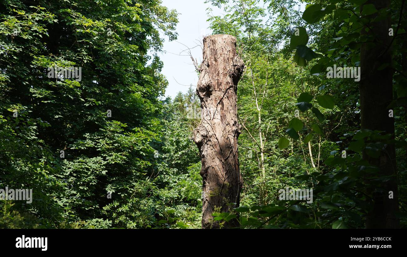 Tree trunks in Chiswick Gardens Stock Photo
