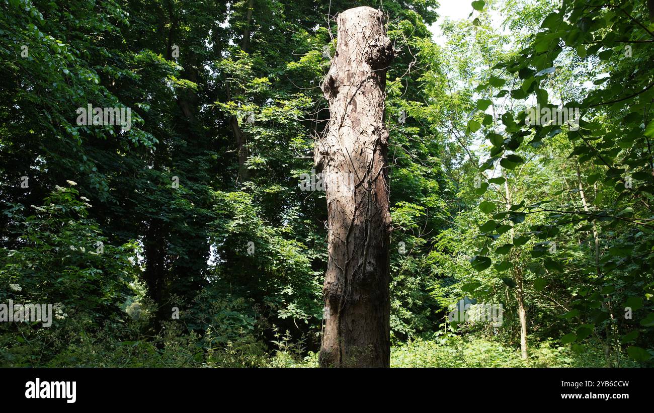 Tree trunks in Chiswick Gardens Stock Photo