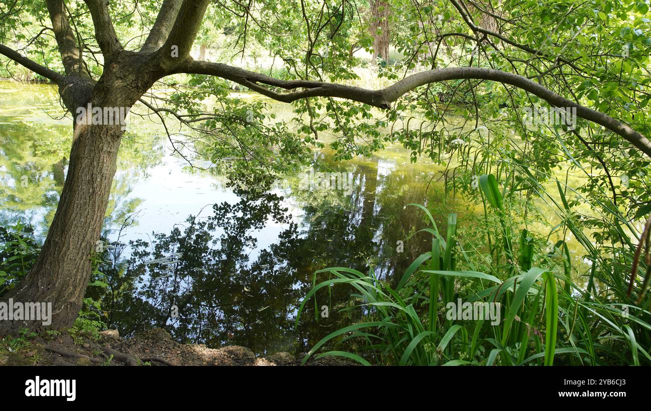 Tree trunks in Chiswick Gardens Stock Photo