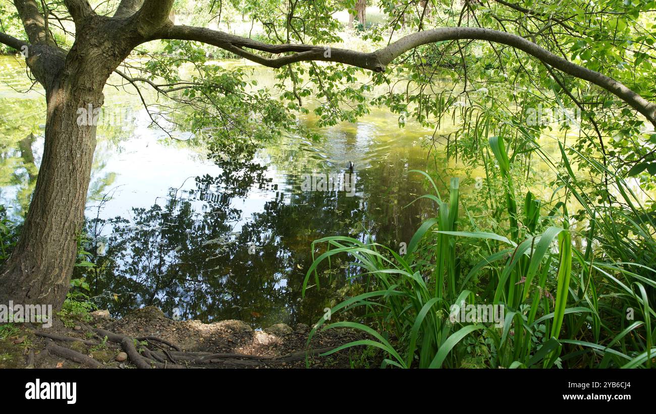 Tree trunks in Chiswick Gardens Stock Photo