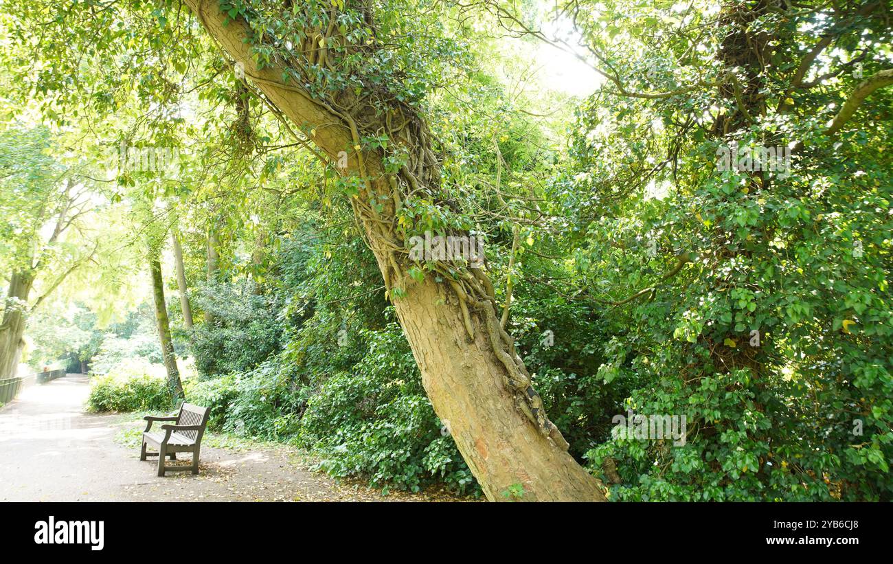 Tree trunks in Chiswick Gardens Stock Photo