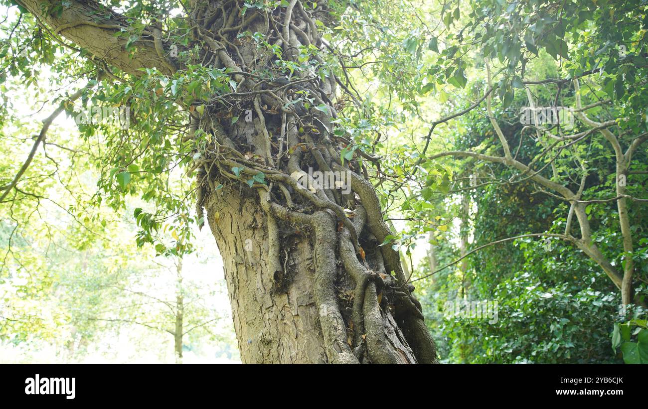 Tree trunks in Chiswick Gardens Stock Photo