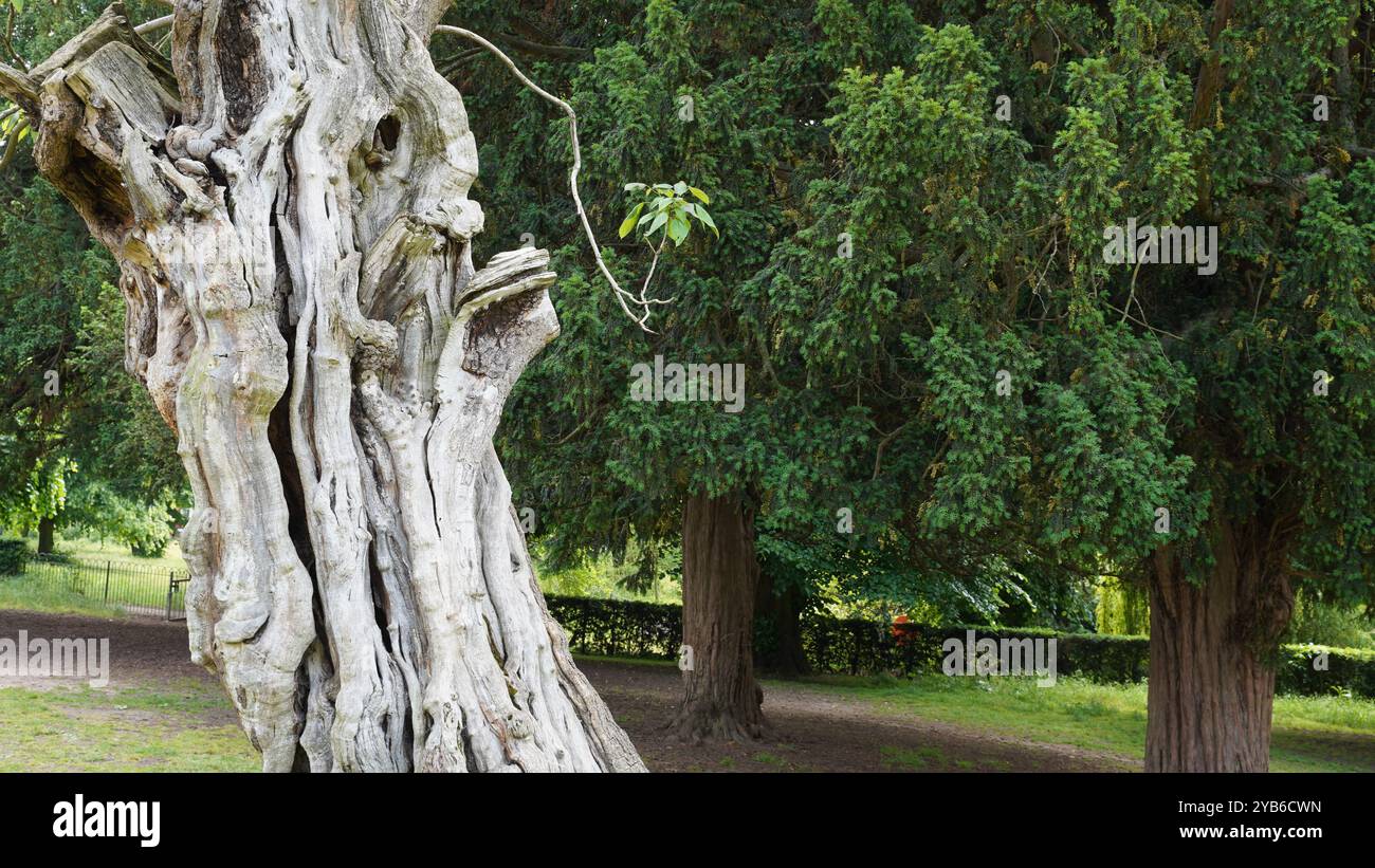 Tree trunks in Chiswick Gardens Stock Photo