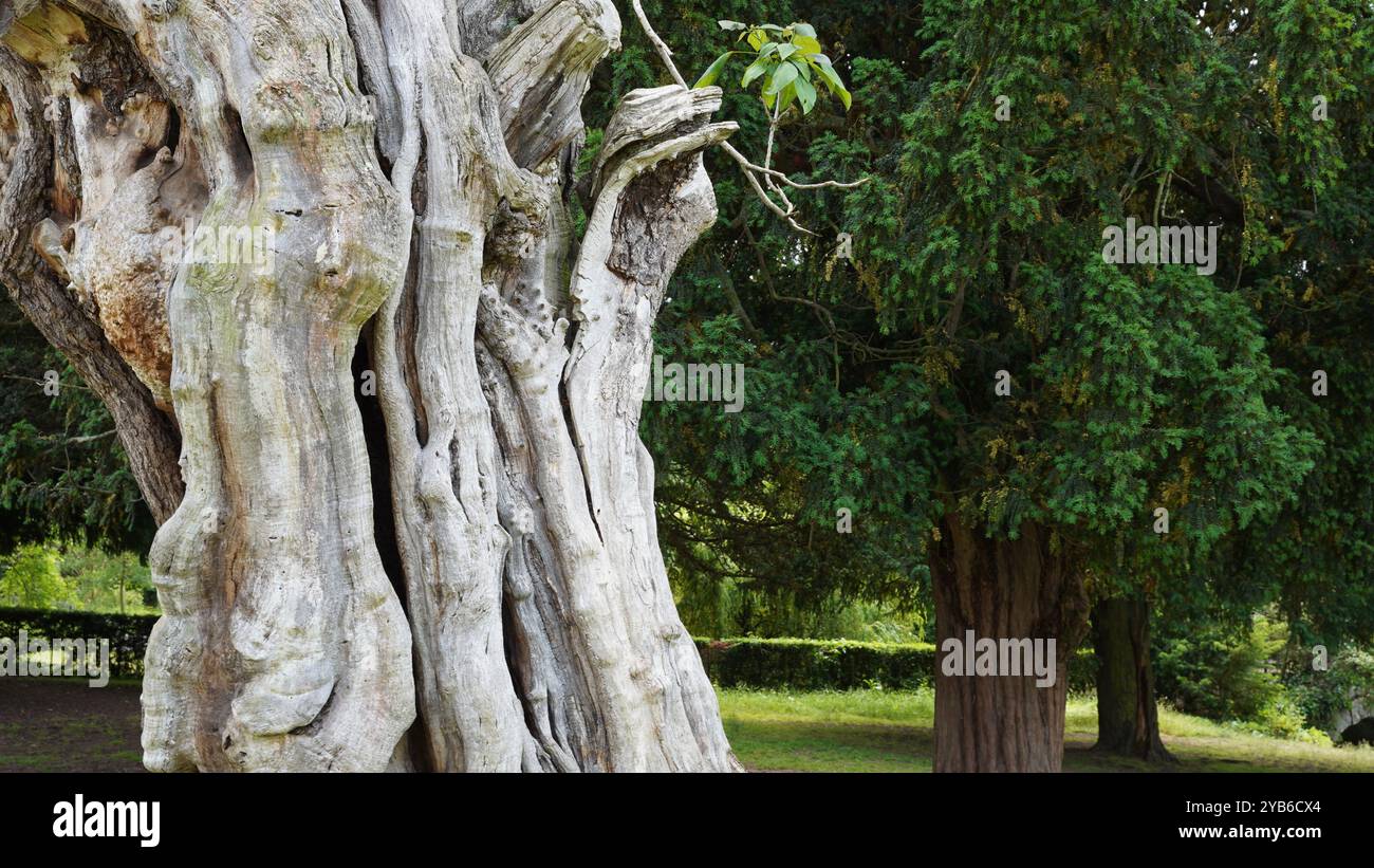 Tree trunks in Chiswick Gardens Stock Photo