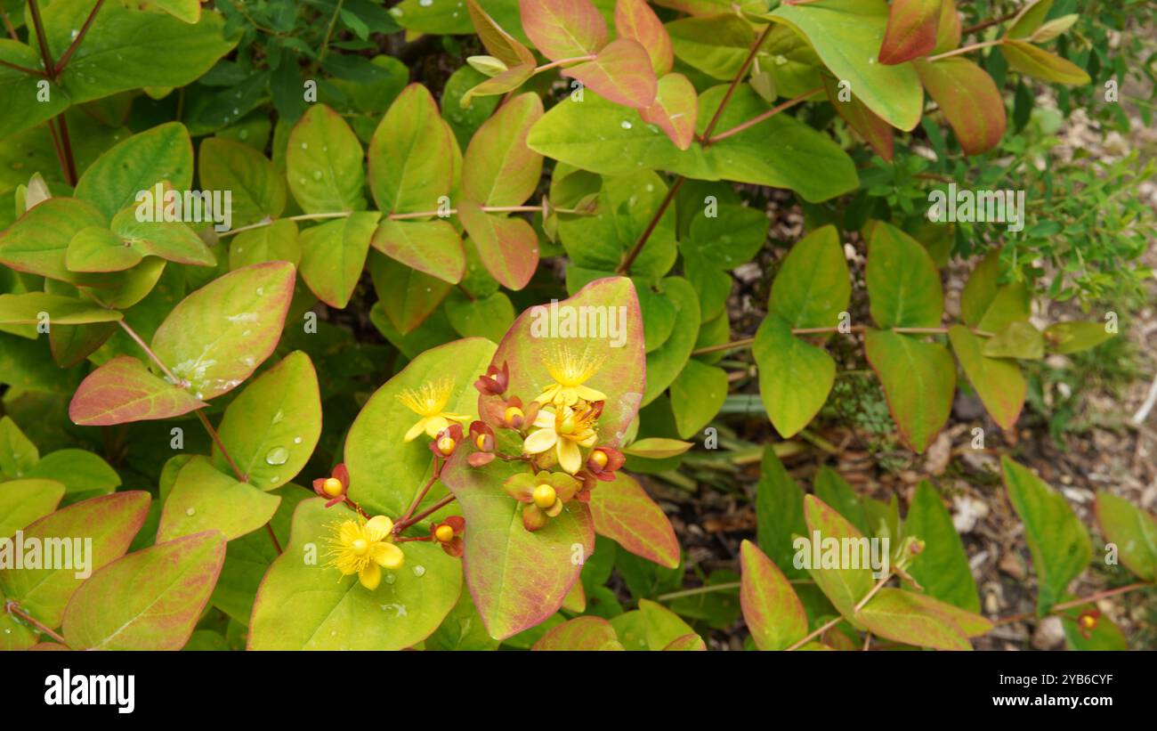 Tutsan in flower hi-res stock photography and images - Alamy