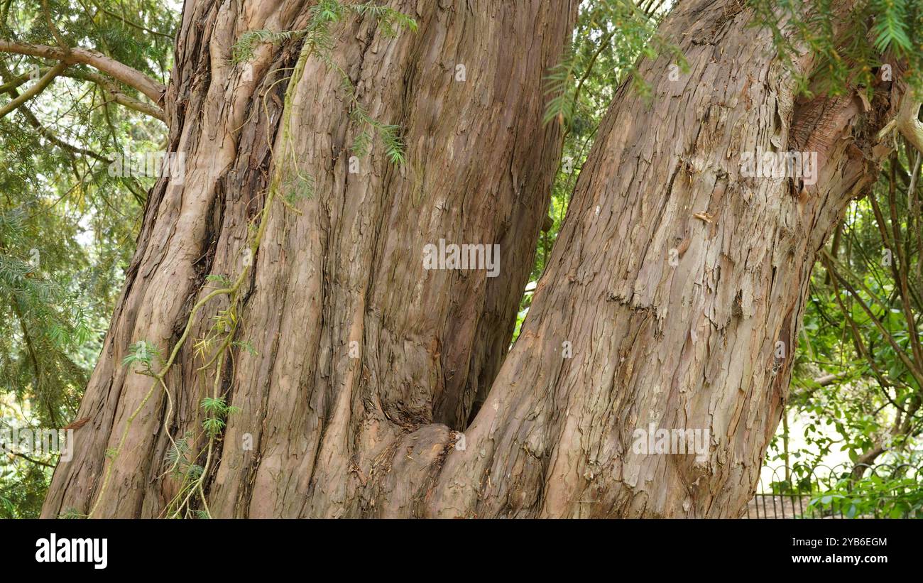 Tree trunks in Chiswick Gardens Stock Photo