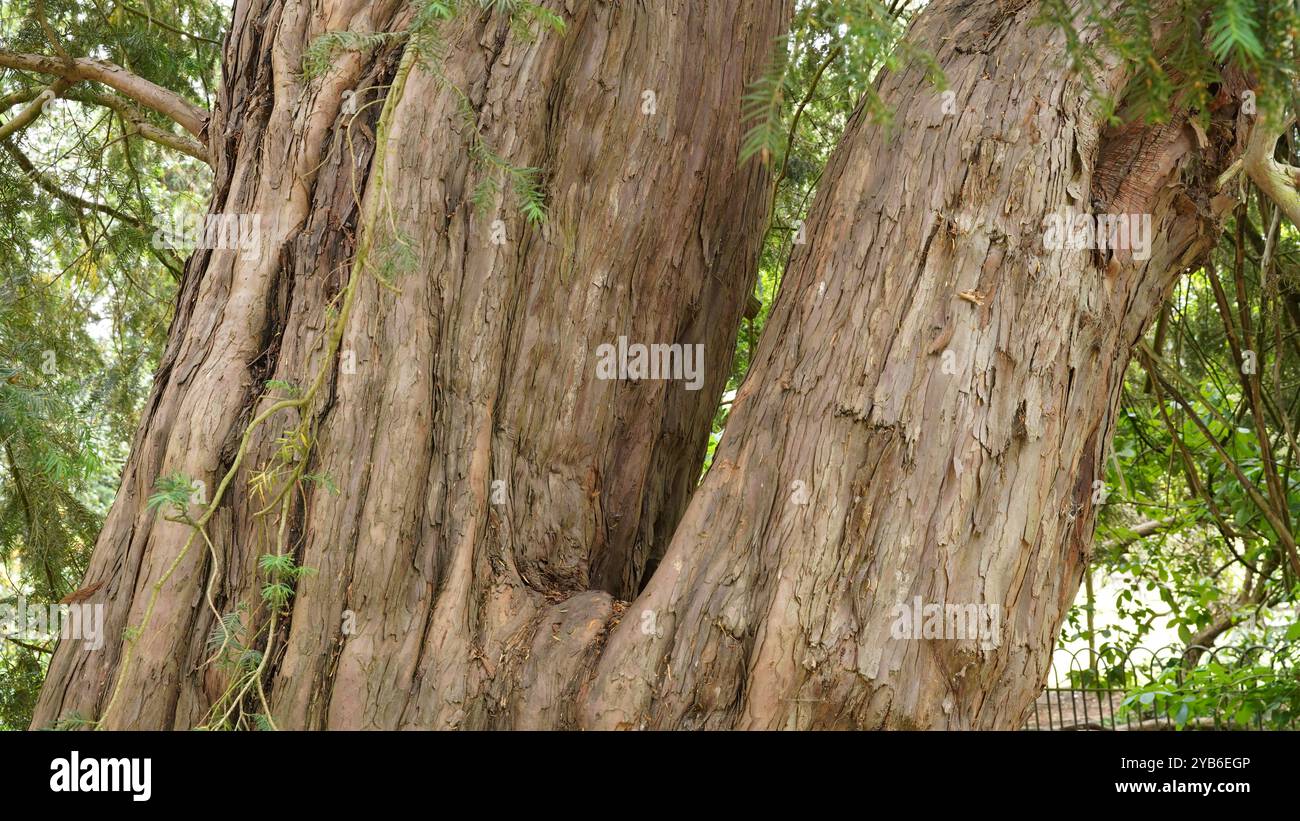 Tree trunks in Chiswick Gardens Stock Photo