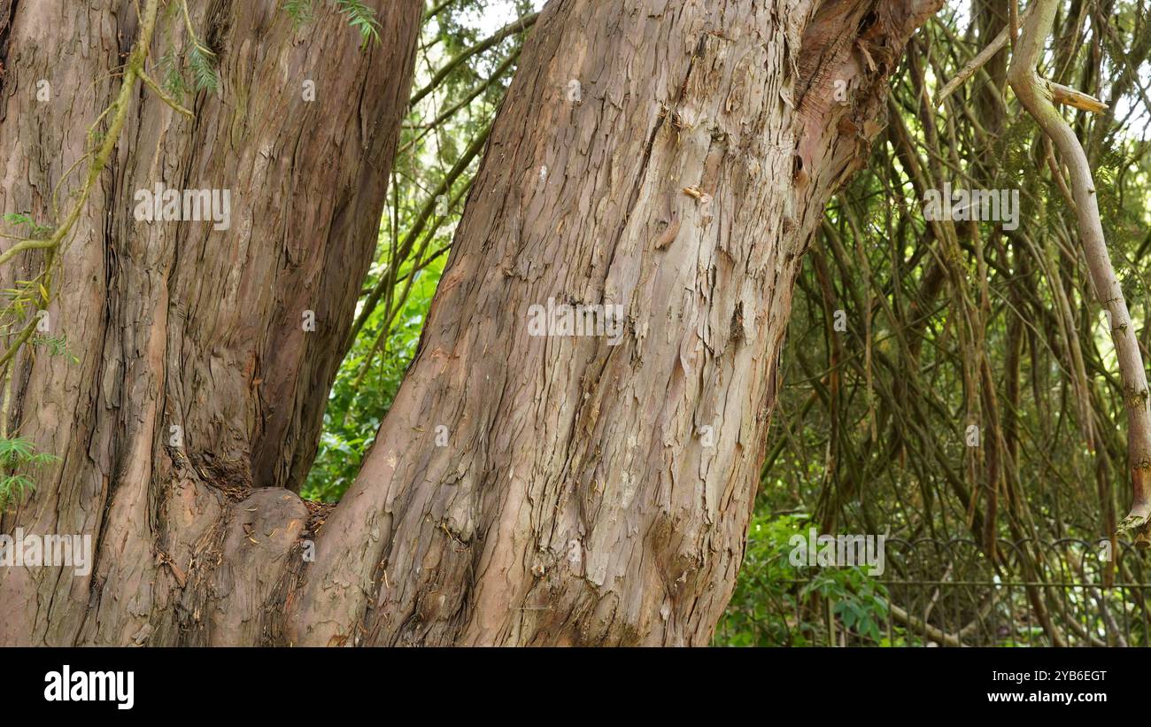 Tree trunks in Chiswick Gardens Stock Photo