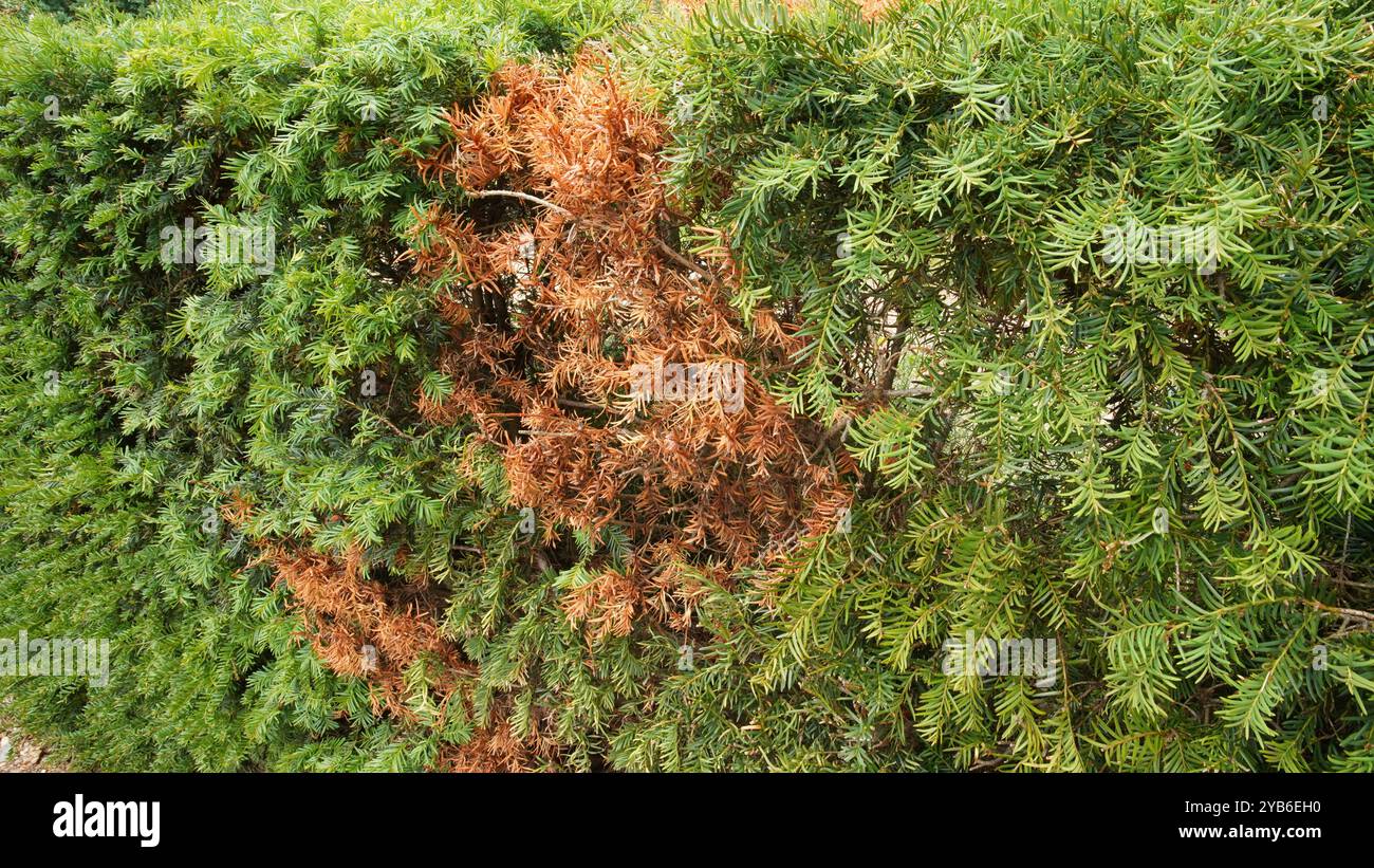 English Yew hedge Stock Photo
