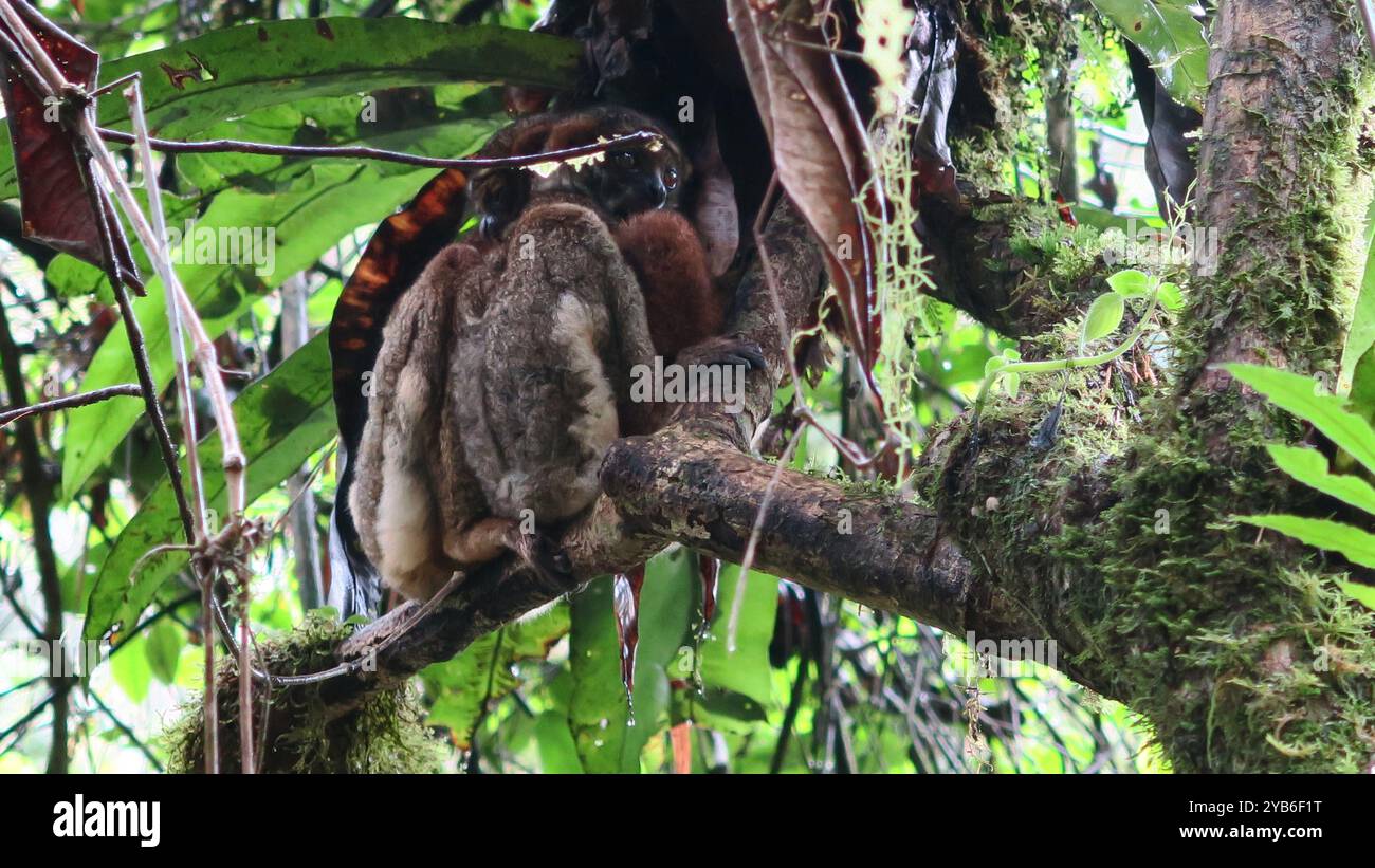 Family of Peyrieras' Woolly Lemur (Avahi peyrierasi) Stock Photo