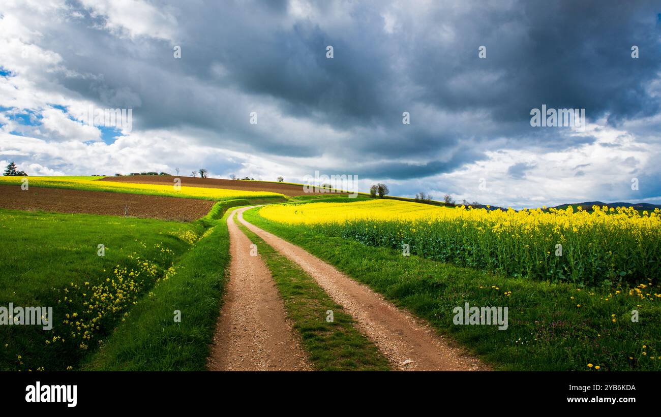 Path through dirt and rapeseed fields under a heavy sky Stock Photo