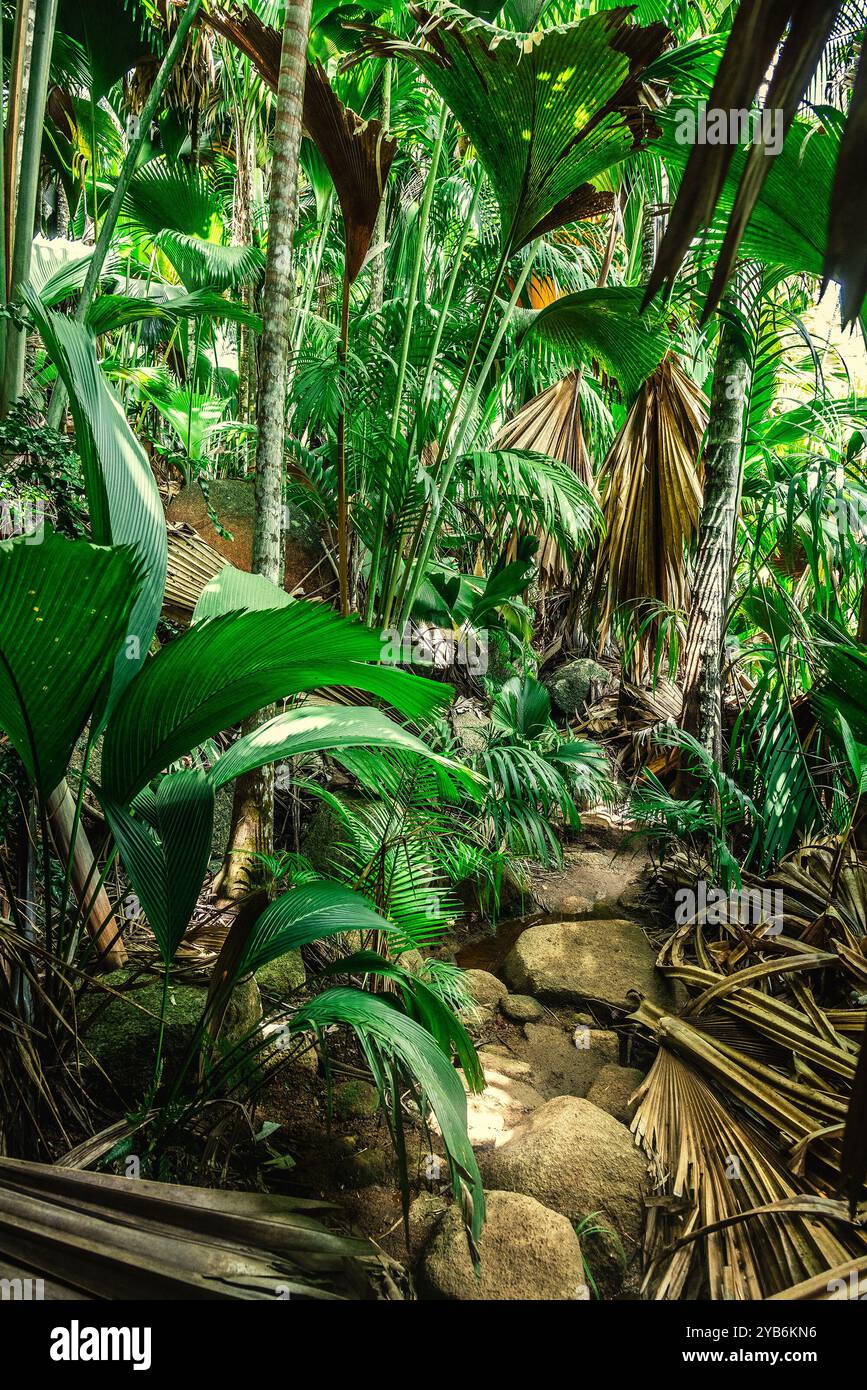 Very narrow path in a tropical jungle in Seychelles, Africa Stock Photo ...