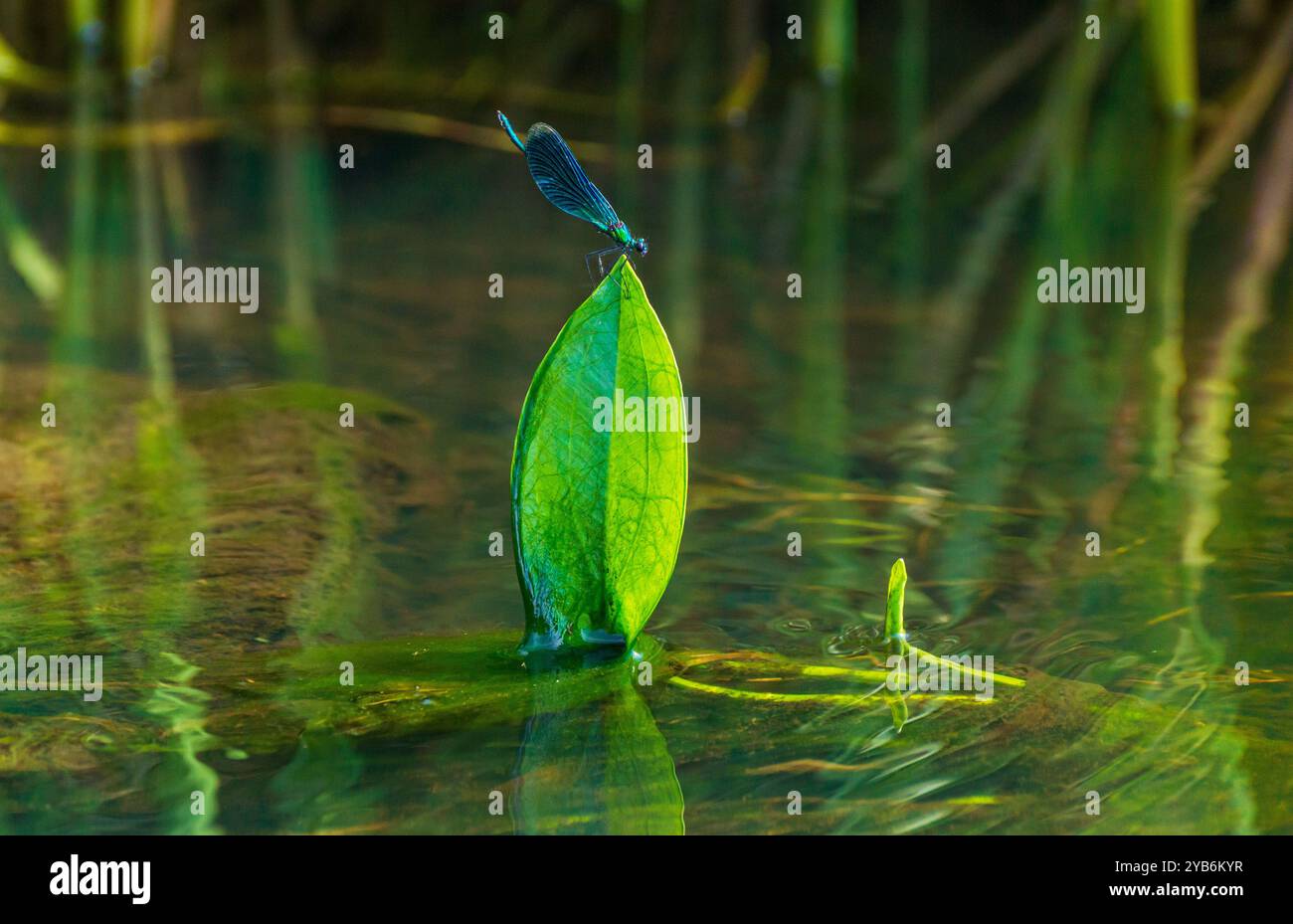 blue dragonfly sits on a water lily leaf in the river Stock Photo - Alamy