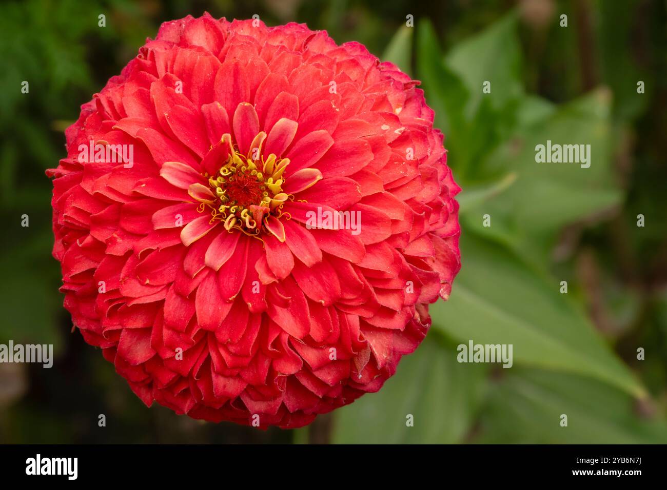 Closeup view of isolated orange red with yellow stamen zinnia elegans flower blooming outdoors in garden Stock Photo