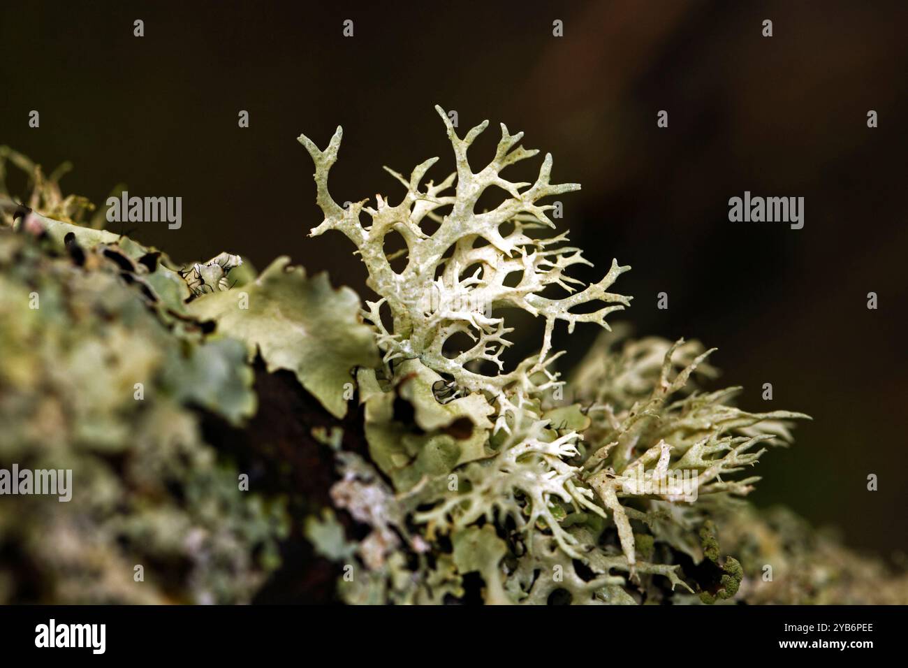 Evernia prunastri, Oak moss. Stock Photo